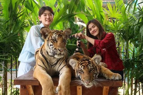 Tiger Park